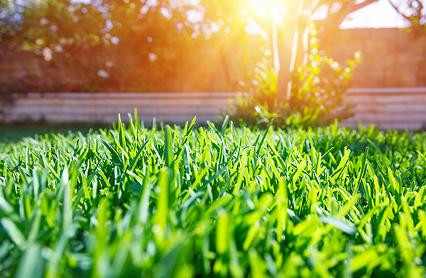 Close up of portion of grass lit up by sunlight.