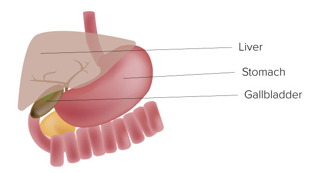 Diagram showing gallbladder, stomach and liver