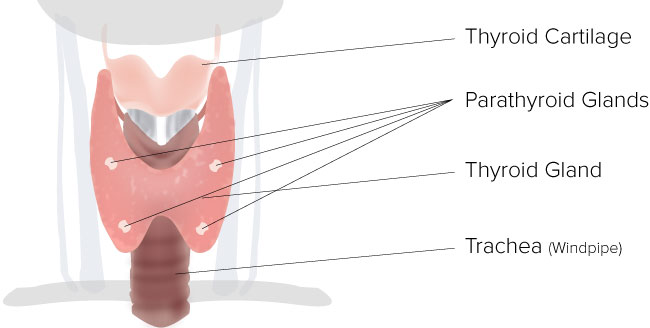 Parathyroid - BMI of Texas diagram of thyroid surgery 