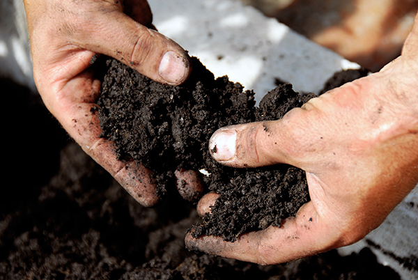 Black soil in farmer hands