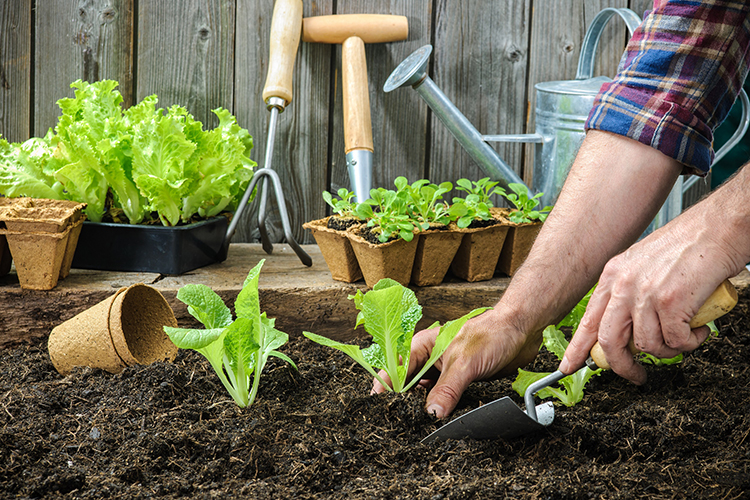  Garden Healthy