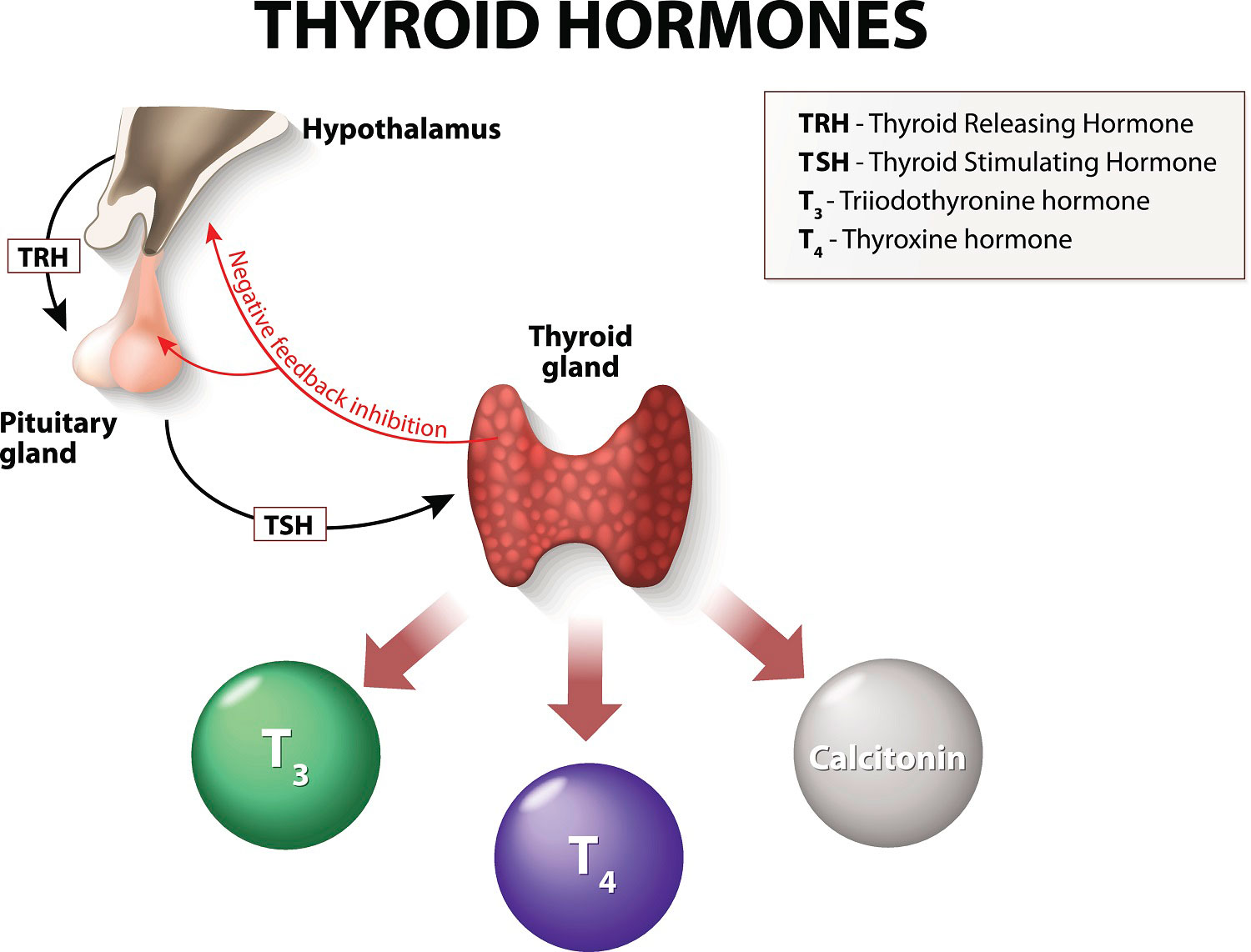 hormones-5